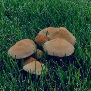 Meet your Posher, Ashton